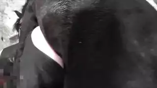 بورنو حيوانات وحشي: جماع خيلي قاسي مع اختراق عميق