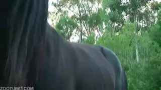 ذيل حصان قفص تقطيعه ديك
