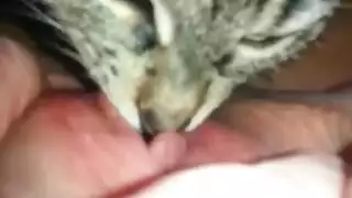 xxx animal fantasy: catgirls in heat